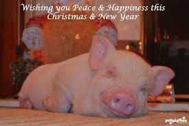 A Pet Pig Is A Happy Pig Thanks To Our Fans Followers For Your Continued Support This Year We Wish You All A Merry Christma Pet Pigs Happy Pig Micro