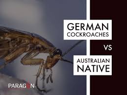 Diy pest control guide is a participant in the amazon services llc associates program, an affiliate advertising. Cockroaches German Vs Australian Native Cockroaches