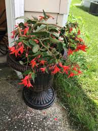 Bertini skaugam begonia produces stunning red, single flowers that are perfect for container gardening. Skaugum Begonia K Van Bourgondien