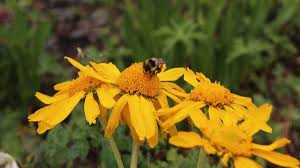 We did not find results for: Loss Of Bees Can Affect Plants Ability To Reproduce Study Finds The New York Times