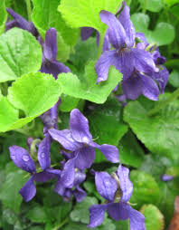 Sweet Violets for Jelly – A Gardener's Table