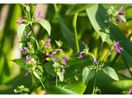 Image result for Dicliptera