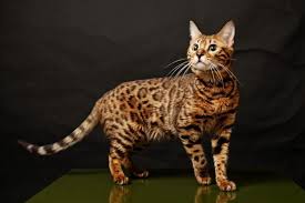 The longevity then depends on the care that the animal receives. Bengal Cat Review Negative Neutral And Positive Reviews