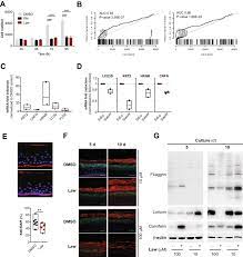 Lawsone Stimulation Modulates Keratinocyte Proliferation And Download Scientific Diagram