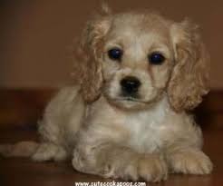 If you are looking to adopt or buy a cockapoo take a look here! Cockapoo Cockapoo Cockapoo Puppies Puppies