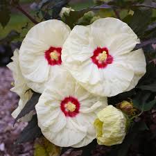 Proven winners flowers for sale. New Proven Winners Perennials For 2021 Walters Gardens Inc