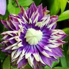 We did not find results for: Taiga Clematis Plant Addicts