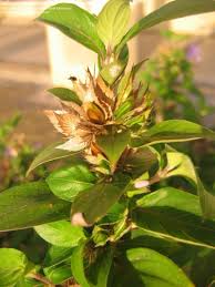 Image result for Barleria spinulosa
