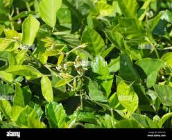 Image result for Neonotonia wightii