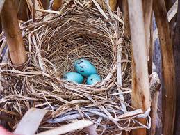 Image result for Flyte Blackbird Nest Box