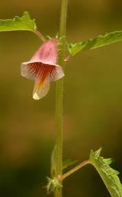 Image result for Ceratotheca