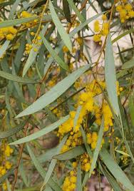 Image result for Acacia montigena