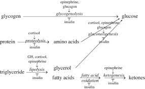 Insulin actions are mediated by the similarity between the glycogenolytic, gluconeogenic, and ketogenic actions of glucagon (sidebar using the glucagon ria, it was demonstrated that hyperglucagonemia is present in untreated t1dm. Hypoglycemia In Infants And Children Advances In Pediatrics