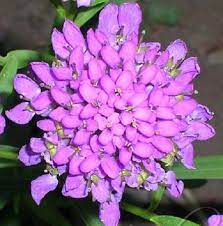 Benih Globe Candytuft Plants Globe