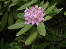 Image result for Rhipidoglossum microphyllum