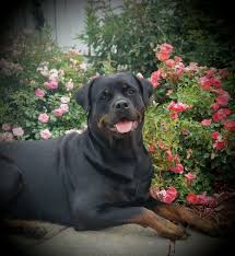 Maikeva Rottweilers - Dia