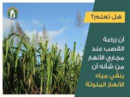 زراعةالقصب ينقي المياه الملوثة Agriculture Tree Farms Farmer