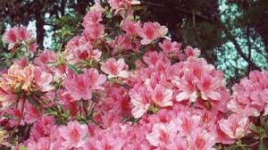 Image result for Ebenaceae