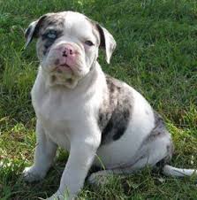 Blue french bulldogs can thank only to their genes for having such an amazing fur color. Alapaha Blue Blood Bulldogs Home Facebook