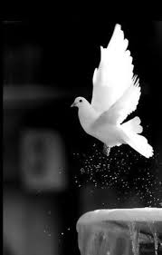 Black And White Nature Creative Wallpaper Dove Blackandwhitephotography Studio Background Images Beautiful Nature Wallpaper Beautiful Flowers Wallpapers