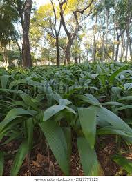 Image result for Curculigo