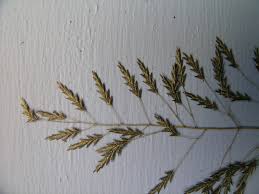 Image result for Eragrostis tenuifolia