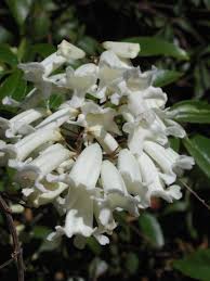 From all of the jasmine cultivars available, pink jasmine is one of the largest. Choosing An Australian Climbing Plant