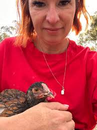 Introducing new chickens to the flock at night really works!