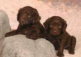 Image result for americký vodní španěl