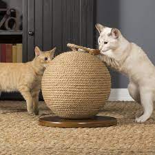 Pin On Cat Facts