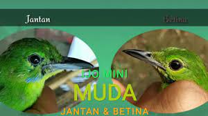 Perbedaan Cucak Ijo Mini Muda Trotolan Jantan Dan Betina Video Slide Youtube