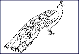 Check spelling or type a new query. Sketsa Lukisan Burung Merak Cikimm Com