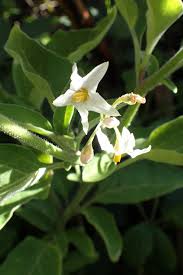 Image result for Solanum chenopodioides