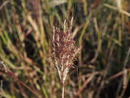 Image result for Bothriochloa