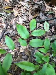 Image result for Embelia ruminata