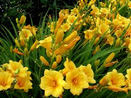 Learn the top 10 best perennials for full sun with this helpful list. Perennials That Love Sun Diy