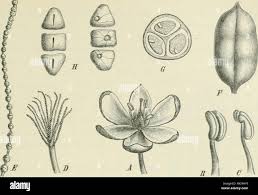 Image result for Palisota ambigua