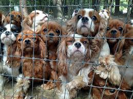 Check spelling or type a new query. Volunteers Rescue 108 Abused Dogs From Breeding Farm Bored Panda