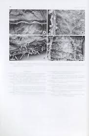 Image result for Heteromorpha involucrata