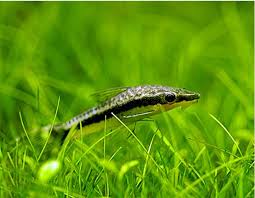 Algae Eating Otocinclus Freshwater Tank Fish Arizona Aquatic Gardens In 2020 Fresh Water Tropical Fish Aquarium Aquatic Garden