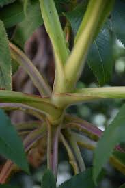 Image result for Hagenia abyssinica