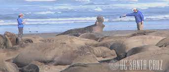 Año nuevo state park is a state park of california, united states, encompassing año nuevo island and año nuevo point, which are known for th. Bioacoustics Current Research Focus At Ano Nuevo Coastside State Parks Association