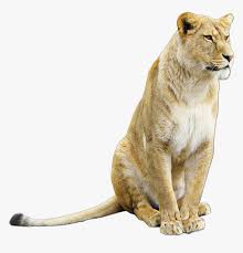 Transparent Lioness Png Lioness Png Png Download Transparent Png Image Pngitem Explore and download more than million+ free png transparent images. png download transparent png image