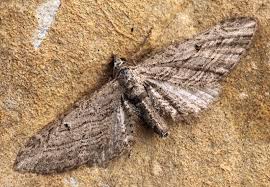 Image result for Eupithecia actaeata