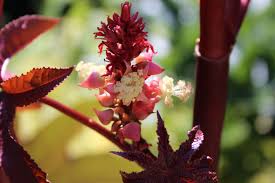 Image result for Ricinus