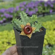 Image result for Huernia zebrina