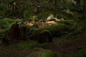 143 Photos Of Canadian Forest In Sunset Canadian Forest Pine Trees Forest Tree Forest