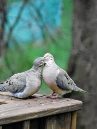 Bird With Big Eyes Name Kissing Mourning Doves With Their Eyes Closed Photo By S Dorman Rare Albino Animals Beautiful Birds Animal Faces