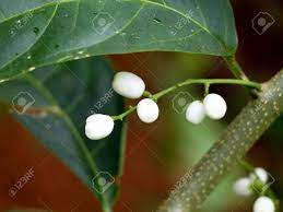 Nyctanthes arbortristis popularly known as parijataka, night jasmine or harsinghar is flowering small tree in â€žoleaceae family. Beautiful White Color Seeds Of Night Blooming Jasmine Selective Stock Photo Picture And Royalty Free Image Image 156092261