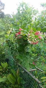 Chm tube 135 views1 year ago. Warisan Petani Pokok Akar Dani